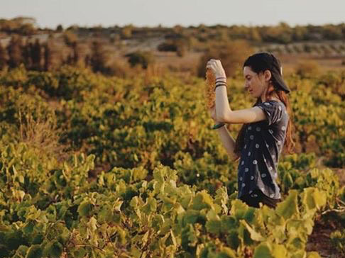 Vineyard